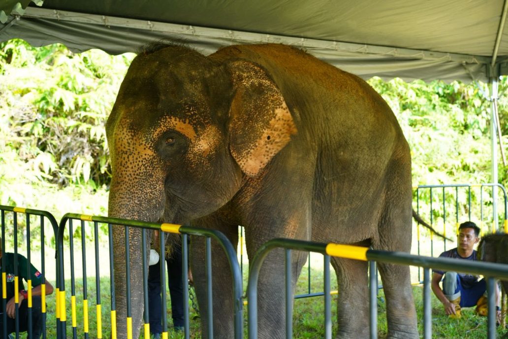 （已签发）柔：**封面补文**柔政府通过各措施  助减人象冲突个案
