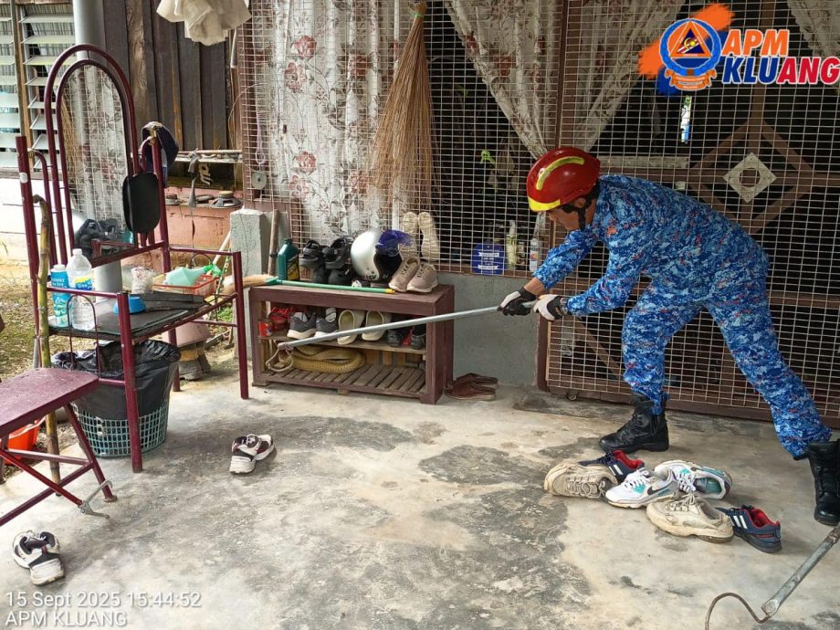 （已签发）柔：新邦令金眼镜王蛇出没   銮民防部队出动4成员抓蛇