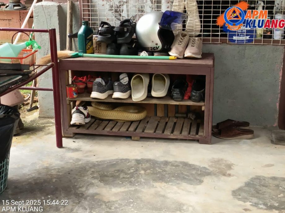 （已签发）柔：新邦令金眼镜王蛇出没   銮民防部队出动4成员抓蛇