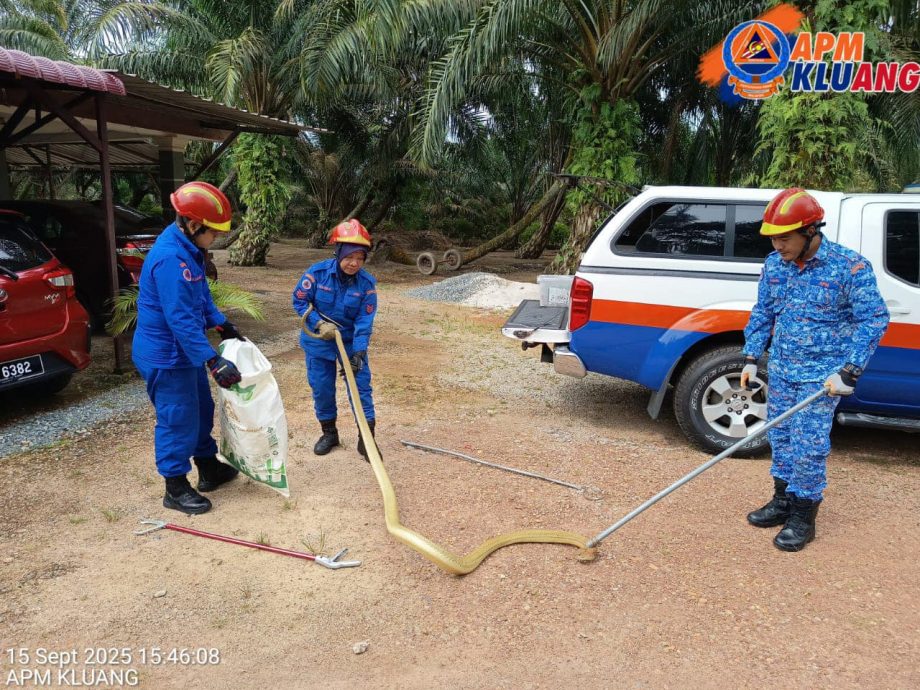 （已签发）柔：新邦令金眼镜王蛇出没   銮民防部队出动4成员抓蛇