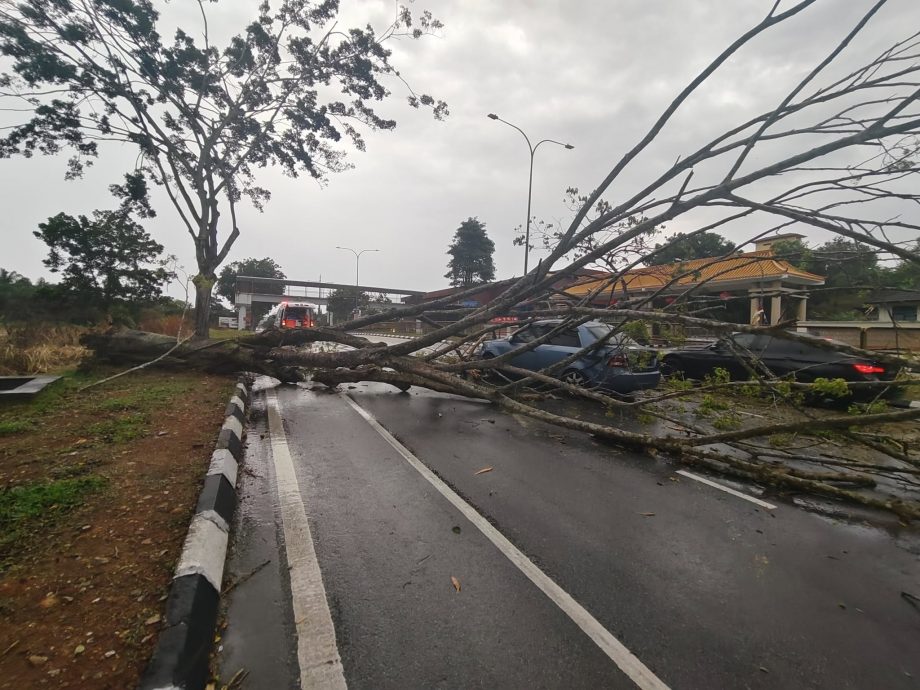 （已签发）柔：**版二头**古来大风吹倒大树压中汽车   幸无人伤亡