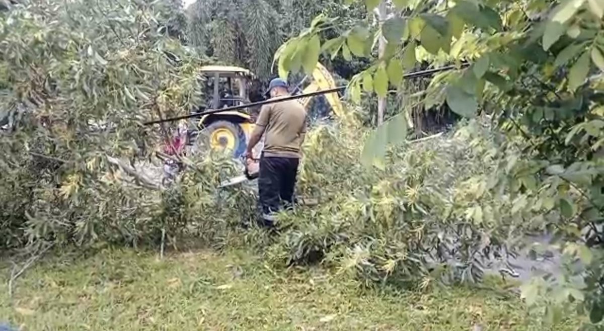 （已签发）柔：**版二头**古来大风吹倒大树压中汽车   幸无人伤亡