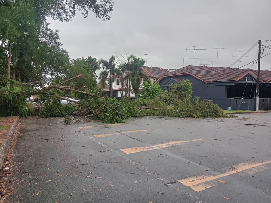 （已签发）柔：**版二头**古来大风吹倒大树压中汽车   幸无人伤亡