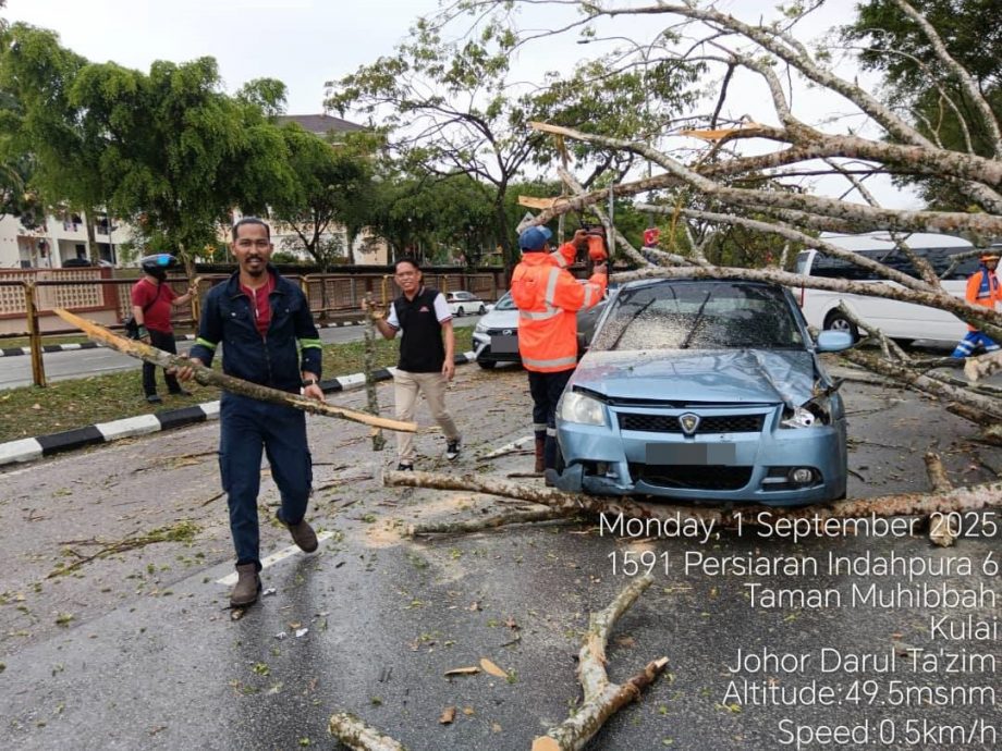 （已签发）柔：**版二头**古来大风吹倒大树压中汽车   幸无人伤亡