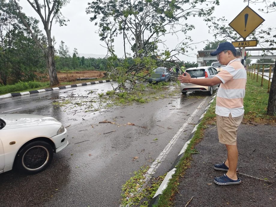 （已签发）柔：**版二头**古来大风吹倒大树压中汽车   幸无人伤亡