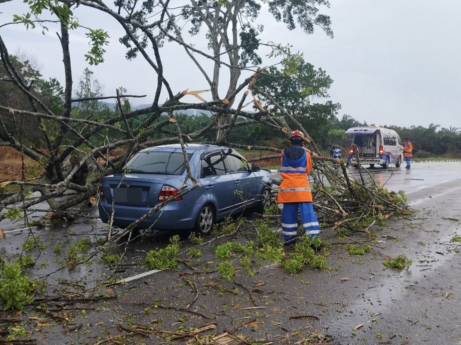 （已签发）柔：**版二头**古来大风吹倒大树压中汽车   幸无人伤亡