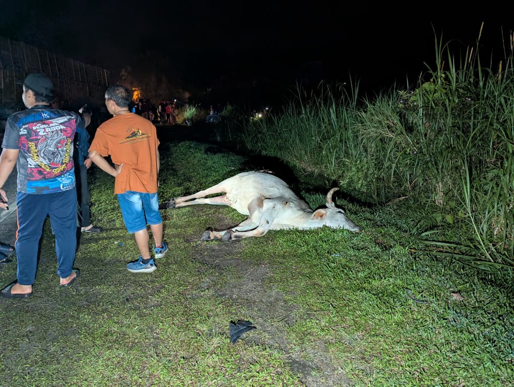 （已签发）柔：牛突过马路酿连环撞   19岁摩托车骑士亡