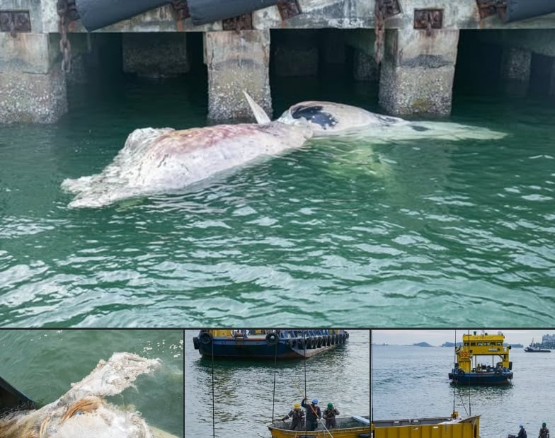  （已签发）柔：狮城二三事：丹戎巴葛岸外现六公尺鲸尸 专家：极其珍贵的研究机会