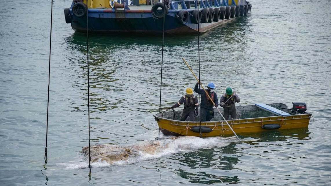  （已签发）柔：狮城二三事：丹戎巴葛岸外现六公尺鲸尸 专家：极其珍贵的研究机会