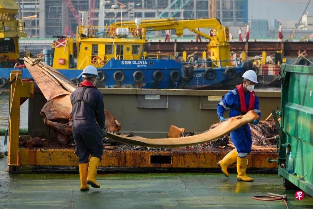 （已签发）柔：狮城二三事：月初搁浅狮城海域 须鲸遗骸骨架剥离将完成
