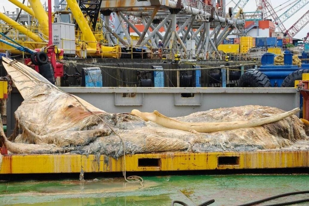 （已签发）柔：狮城二三事：月初搁浅狮城海域 须鲸遗骸骨架剥离将完成