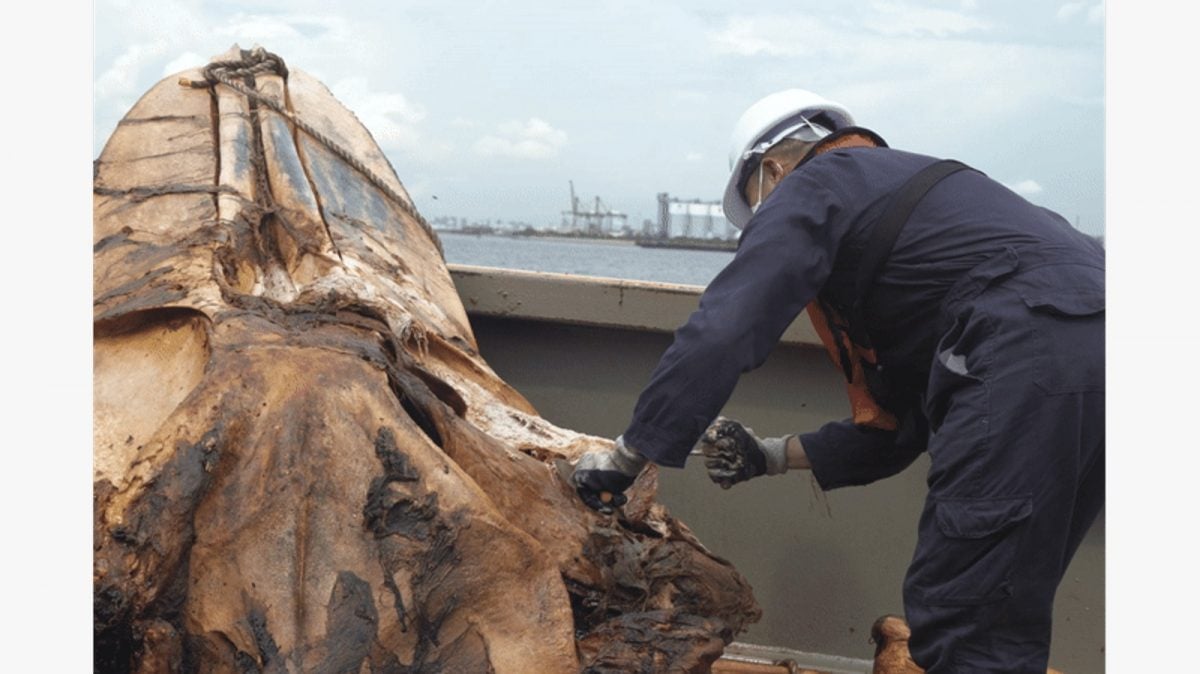 （已签发）柔：狮城二三事：月初搁浅狮城海域 须鲸遗骸骨架剥离将完成