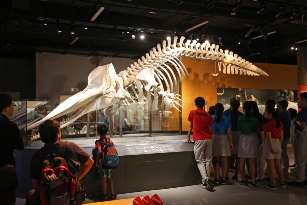 （已签发）柔：狮城二三事：月初搁浅狮城海域 须鲸遗骸骨架剥离将完成