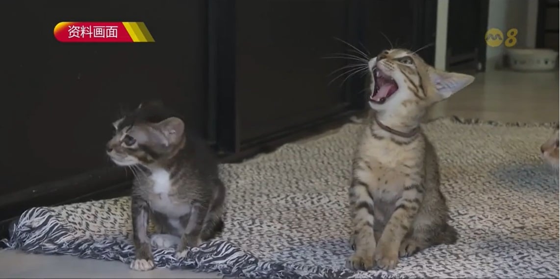 （已签发）柔：狮城二三事：狮城猫只管理框架满一年 逾4万只宠物猫完成注册