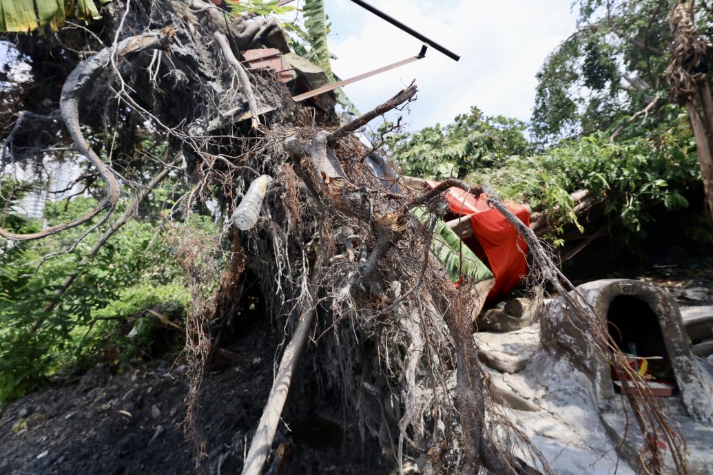 (早报可头)大都会/蓝诗琳巡视沙叻秀花园树倒/7图