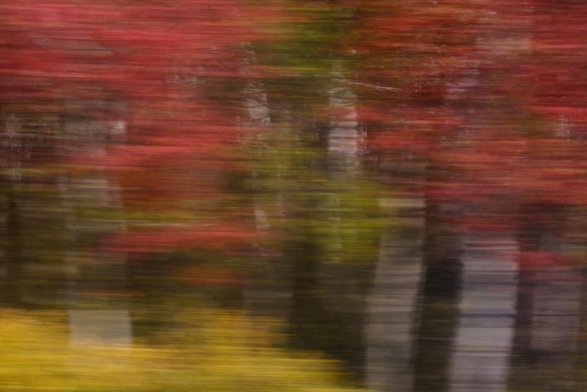 Kim Teoh／摄影抽象画─西伯利亚千里白桦