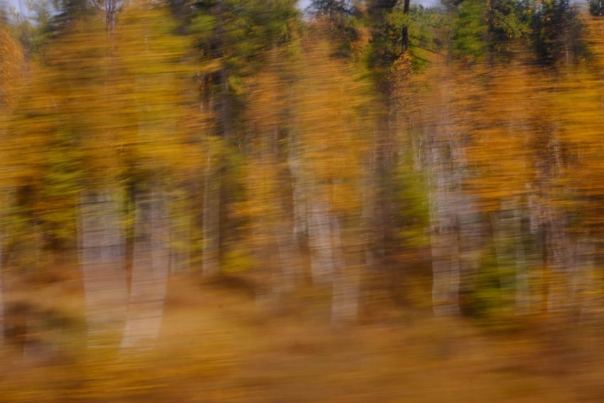 Kim Teoh／摄影抽象画─西伯利亚千里白桦