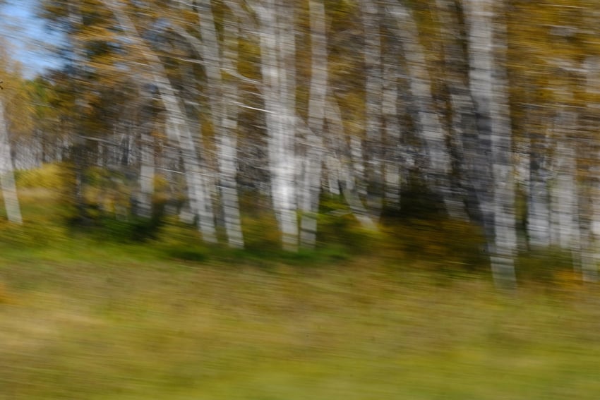 Kim Teoh／摄影抽象画─西伯利亚千里白桦