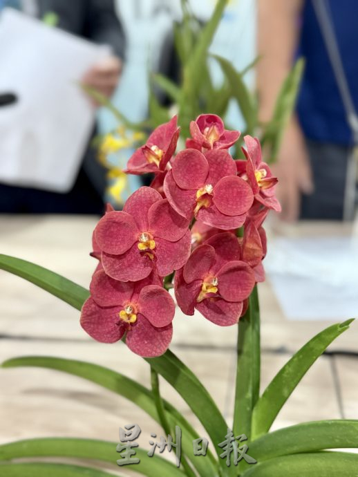 (大北马)黄汉伟2025年槟城兰花展新闻发布会