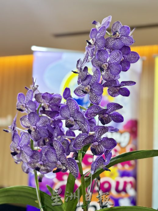 (大北马)黄汉伟2025年槟城兰花展新闻发布会