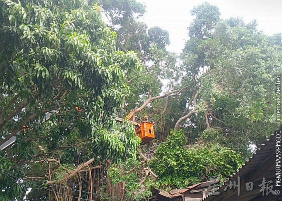 （古城第四版主文）甘榜爪哇压屋树干已被清理
