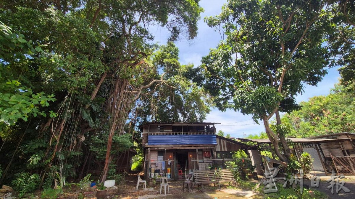 （古城第四版主文）甘榜爪哇压屋树干已被清理