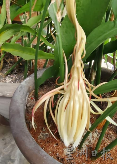 逾百朵昙花同时盛放 梁瑞锦沉醉在“昙花一现”中