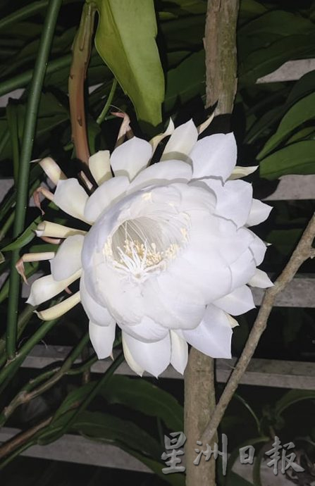 逾百朵昙花同时盛放 梁瑞锦沉醉在“昙花一现”中