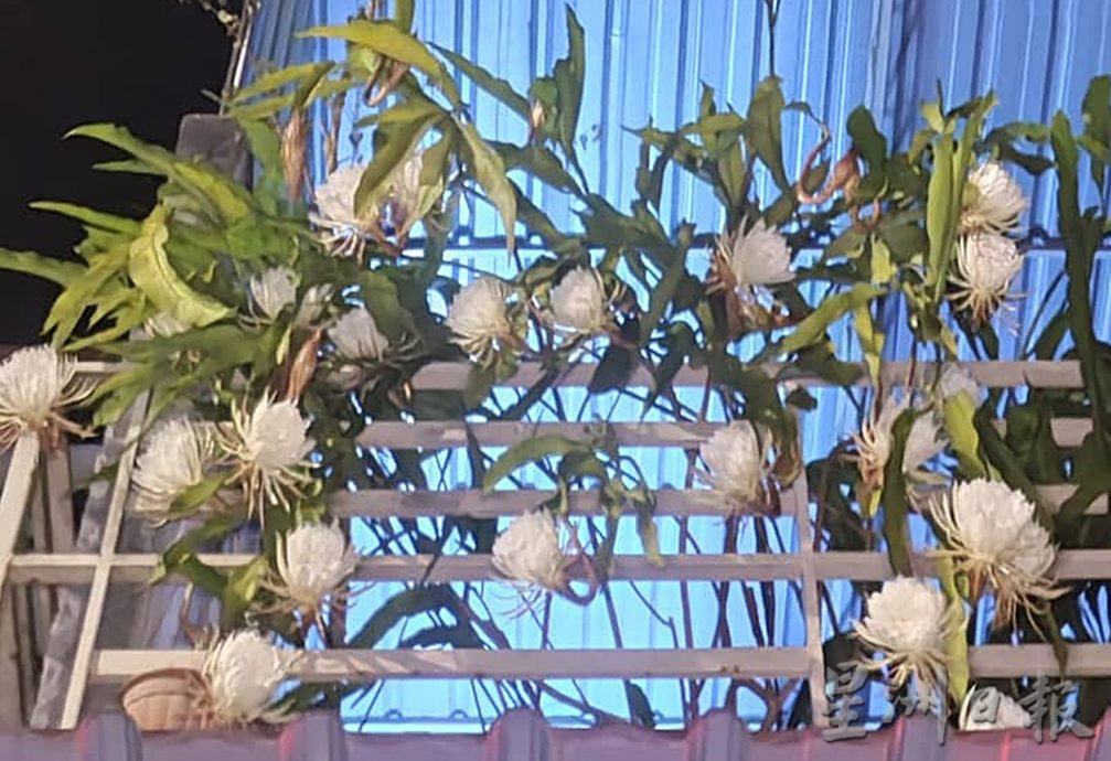 逾百朵昙花同时盛放 梁瑞锦沉醉在“昙花一现”中