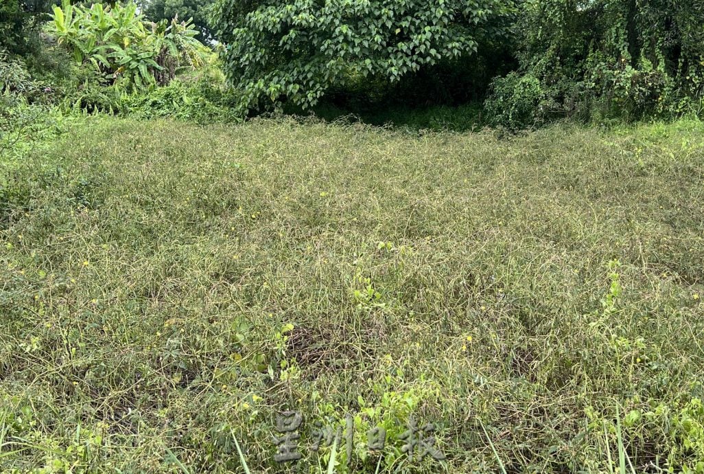  （古城第三版主文）“忘不了”“苏丹鱼”遭废水污染死亡·鱼塘与果树毁于一夜 