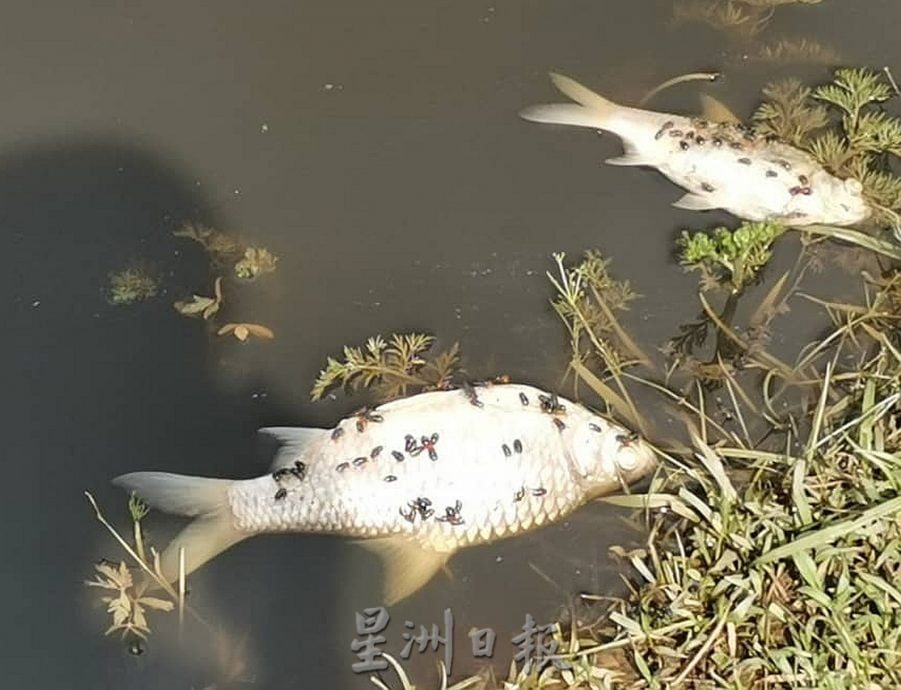  （古城第三版主文）“忘不了”“苏丹鱼”遭废水污染死亡·鱼塘与果树毁于一夜 