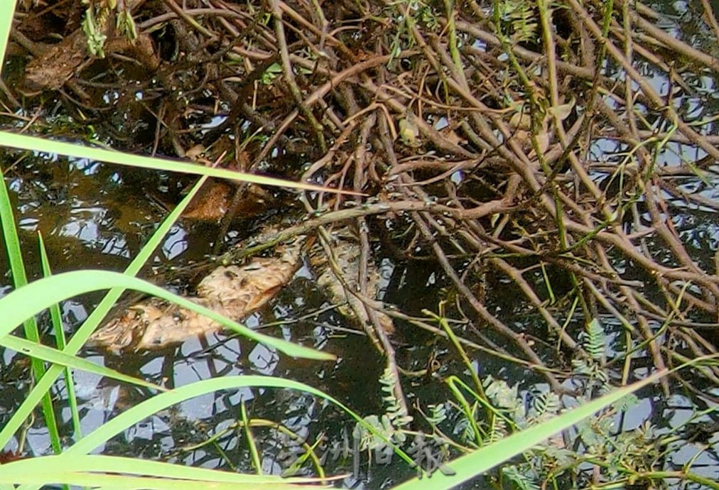  （古城第三版主文）“忘不了”“苏丹鱼”遭废水污染死亡·鱼塘与果树毁于一夜 