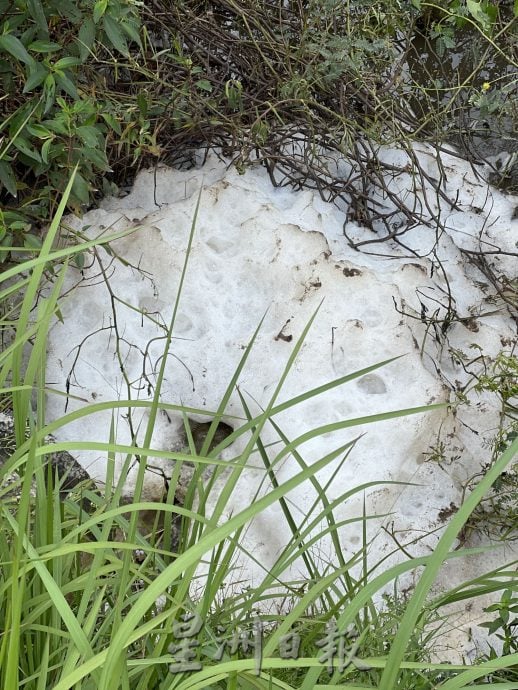  （古城第三版主文）“忘不了”“苏丹鱼”遭废水污染死亡·鱼塘与果树毁于一夜 