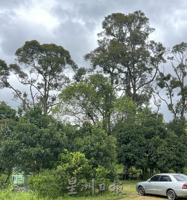  （古城第三版主文）“忘不了”“苏丹鱼”遭废水污染死亡·鱼塘与果树毁于一夜 