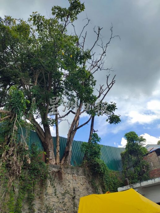 （大北马）野树长在防崩墙上危及墙下的住家，黄佳祯前往了解促英达丽水速解决