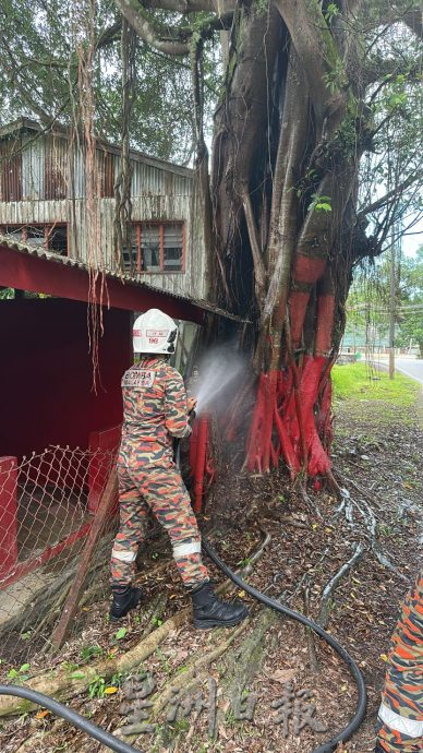30年老树已被用来烧金银纸   村民忧空心树倒塌威胁民宅