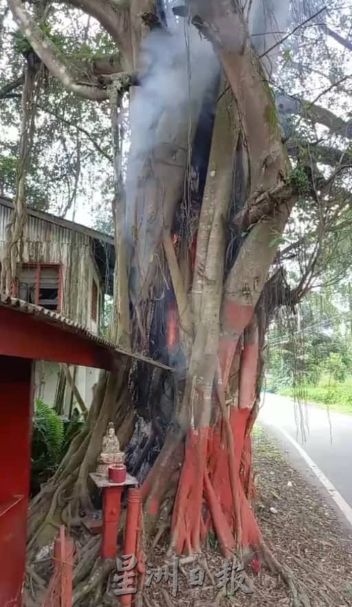 30年老树已被用来烧金银纸   村民忧空心树倒塌威胁民宅