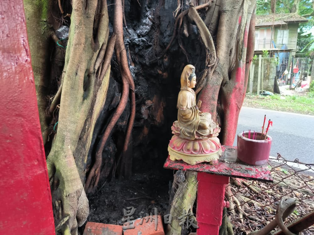 30年老树已被用来烧金银纸   村民忧空心树倒塌威胁民宅