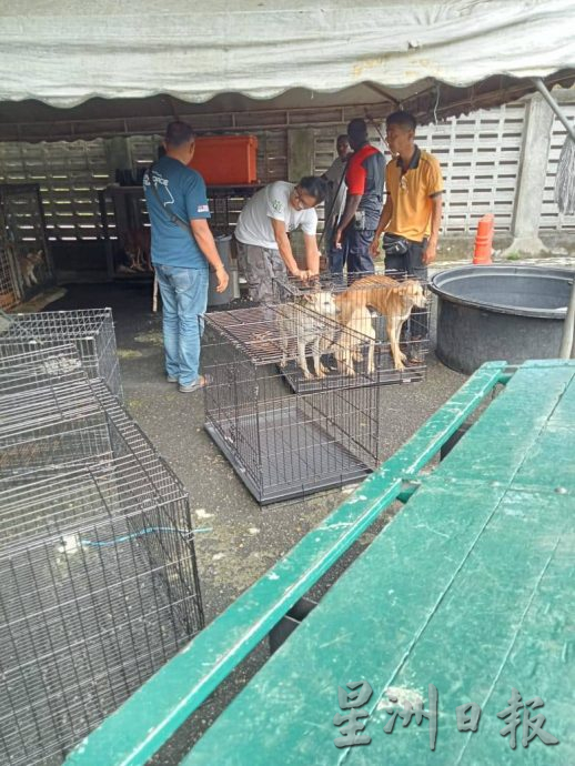 盼将流浪犬认领延至30天 怡市厅拟建中途收容所