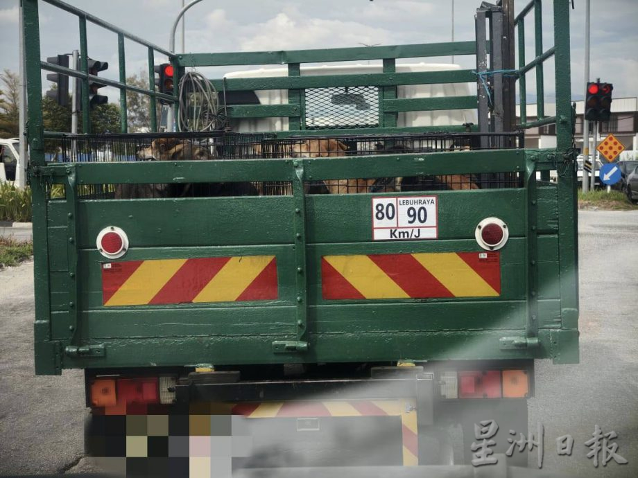 盼将流浪犬认领延至30天 怡市厅拟建中途收容所