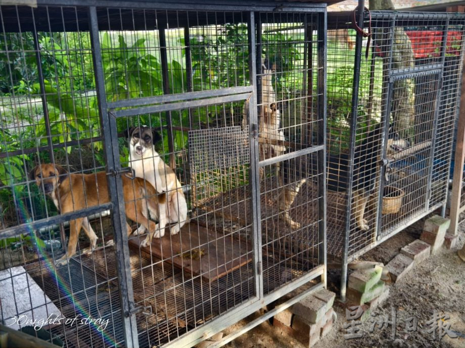 盼将流浪犬认领延至30天 怡市厅拟建中途收容所