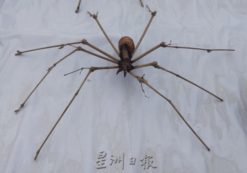 柔：版头：特稿：创艺妙用竹树，仿制昆虫引众瞩目