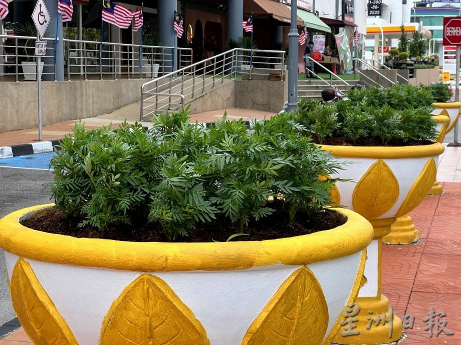 (古城封面主文)黄白相间花盆添生气·汉都亚路市容展迎宾风采