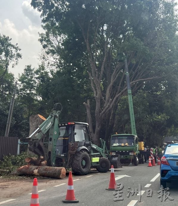 (古城第二版主文)双溪布达砍树