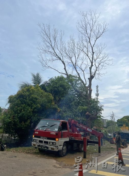 (古城第二版主文)双溪布达砍树