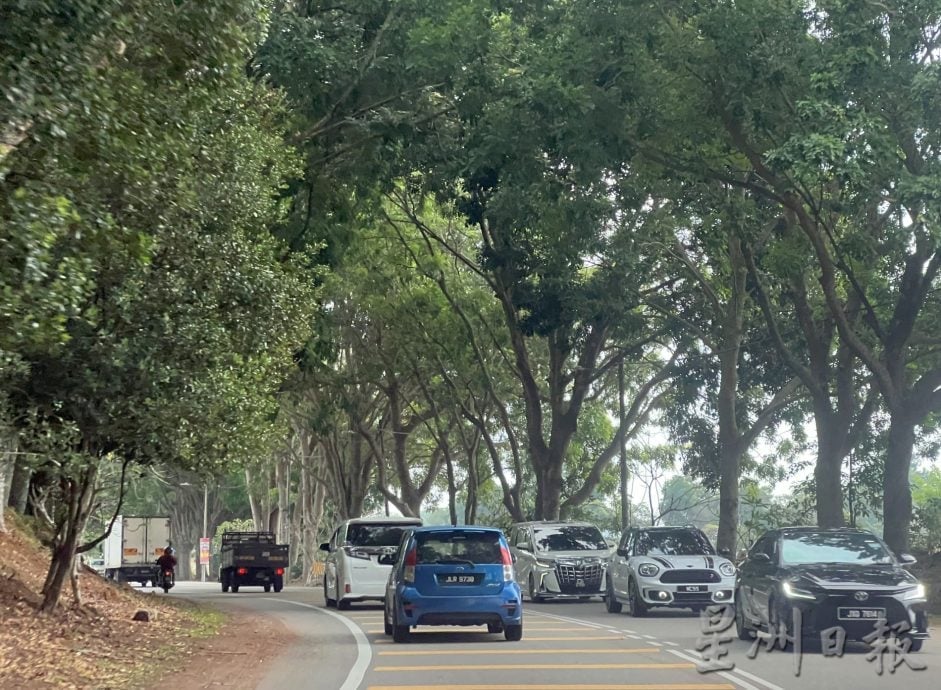 (古城第二版主文)双溪布达砍树