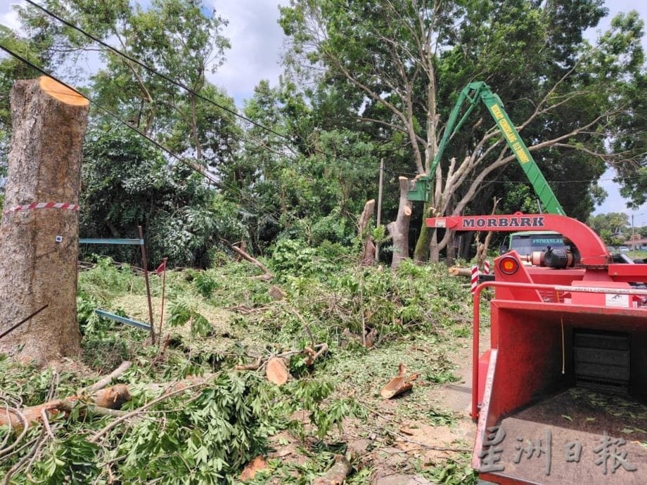 (古城第二版主文)双溪布达砍树