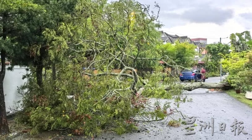 （古城版）阿依沙叻花园树倒