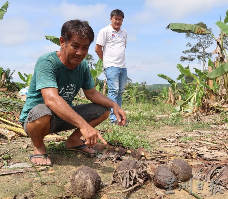 已签发 柔:版二头野象结群入侵,彼咯40段园芭遭殃