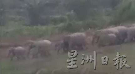 已签发 柔:版二头野象结群入侵,彼咯40段园芭遭殃